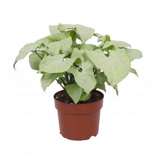 Syngonium 'Holly'