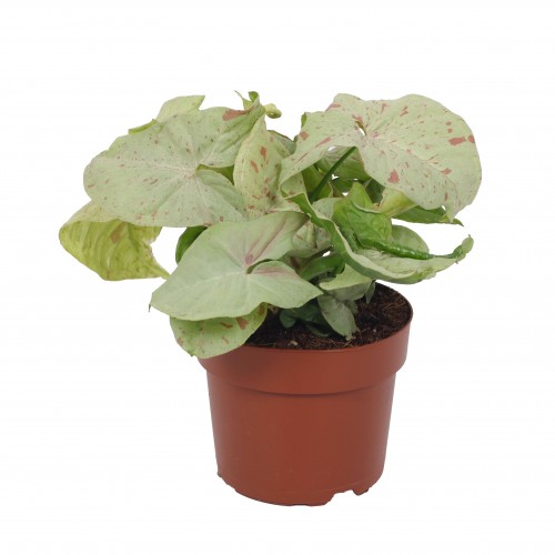 Syngonium 'Milc Confetti'