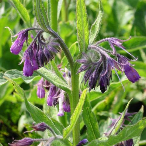 Symphytum officinale Symphytum officinale