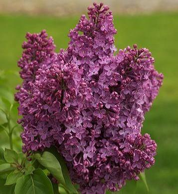 Syringa vulg. 'Andenken an L. Spath' Syringa vulg. 'Andenken an L. Spath'