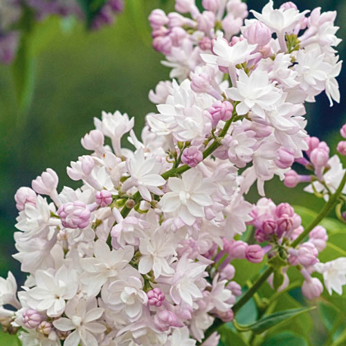 Syringa v. 'Beauty of Moskou' Syringa v. 'Beauty of Moskou'
