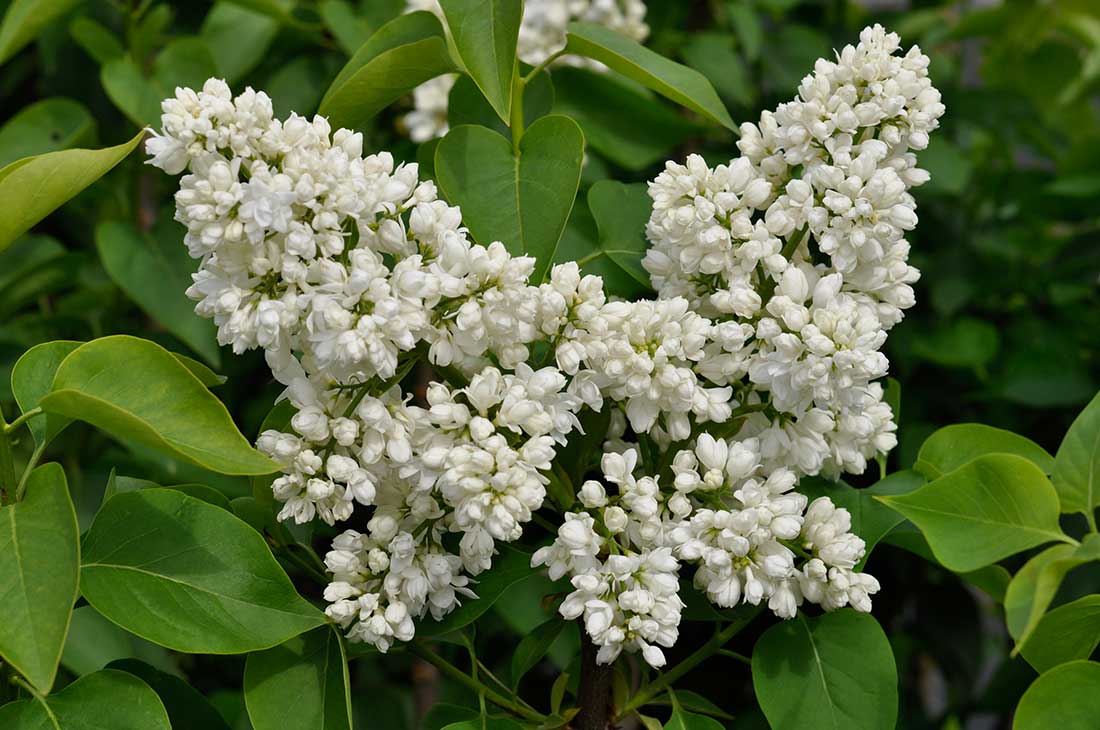 Syringa v. 'Souv. d'Alice Harding'