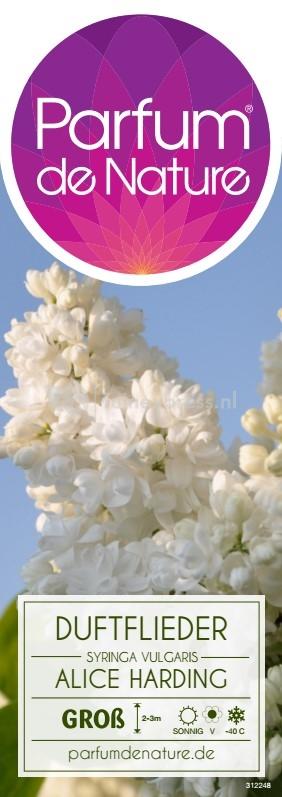 Syringa v. 'Souv. d'Alice Harding'
