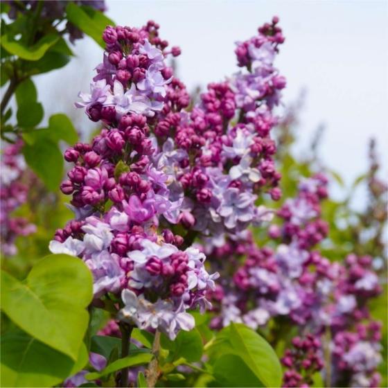 Syringa vulg. 'Katherine Havemeyer' Syringa vulg. 'Katherine Havemeyer'