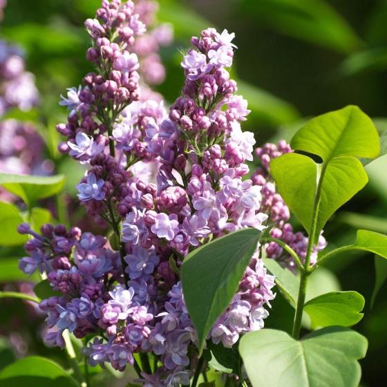 Syringa vulg. 'Michel Buchner' Syringa vulg. 'Michel Buchner'