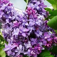 Syringa v. 'Nadezhda'