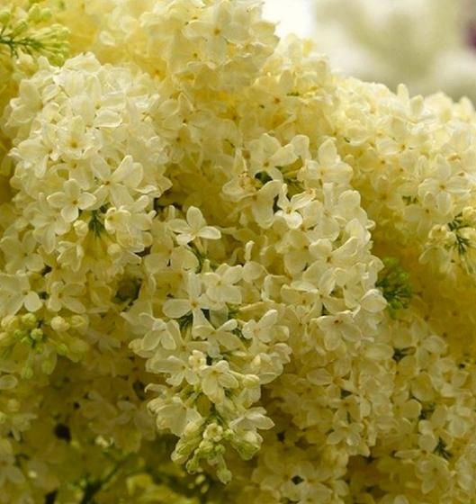 Syringa vulg. 'Primrose' Syringa vulg. 'Primrose'