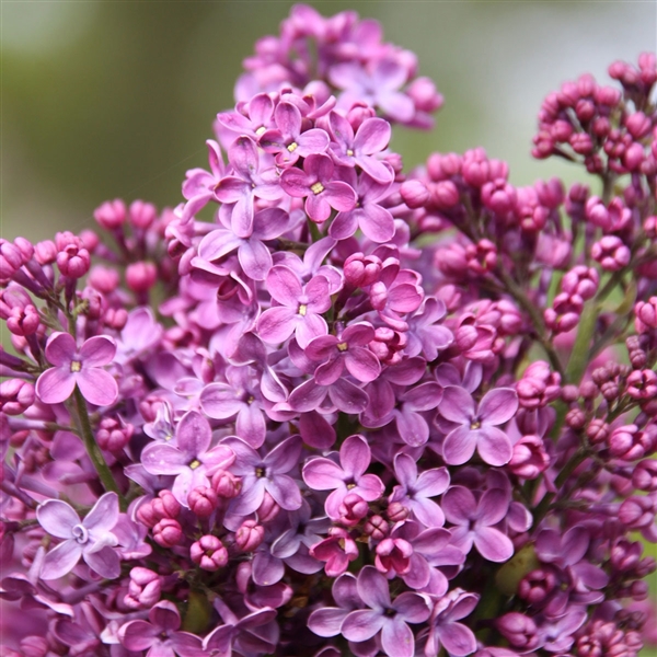 Syringa v. 'Ruhm von Horstenstein'