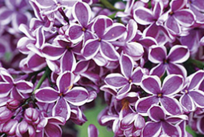 Syringa vulg. 'Sensation' 7.5 L Syringa vulg. 'Sensation' 7.5 L
