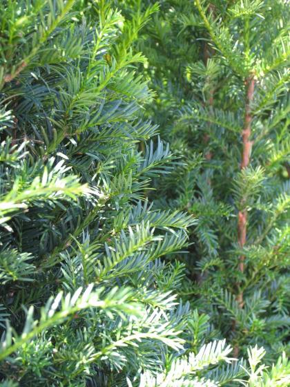 Taxus baccata  