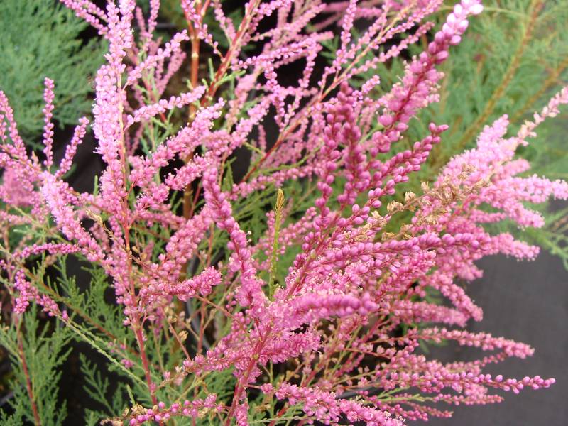 Tamarix ramosissima 'Rubra'