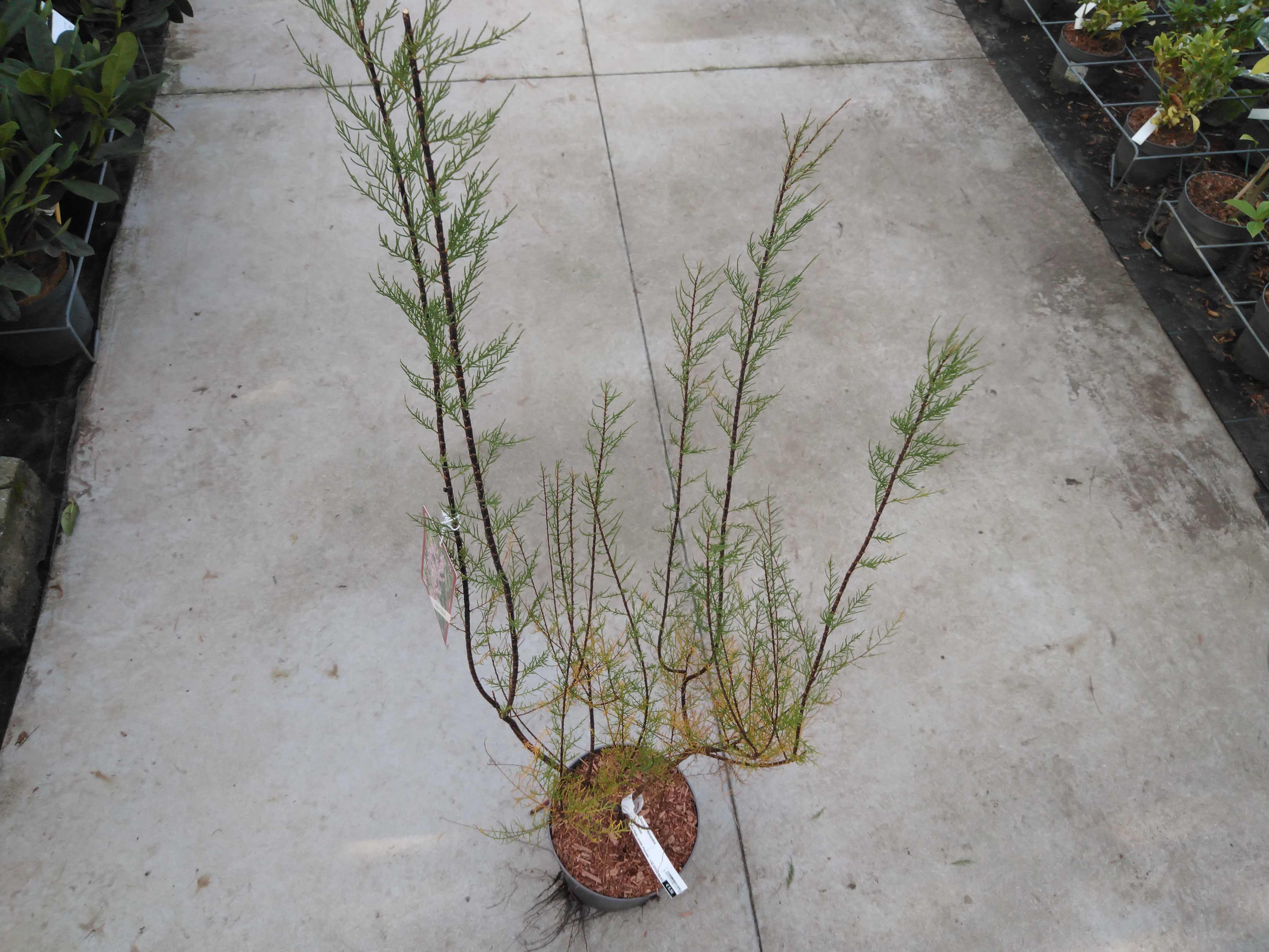 Tamarix tetrandra