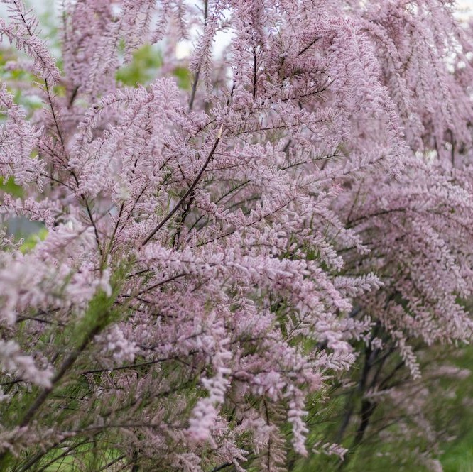 Tamarix tetrandra