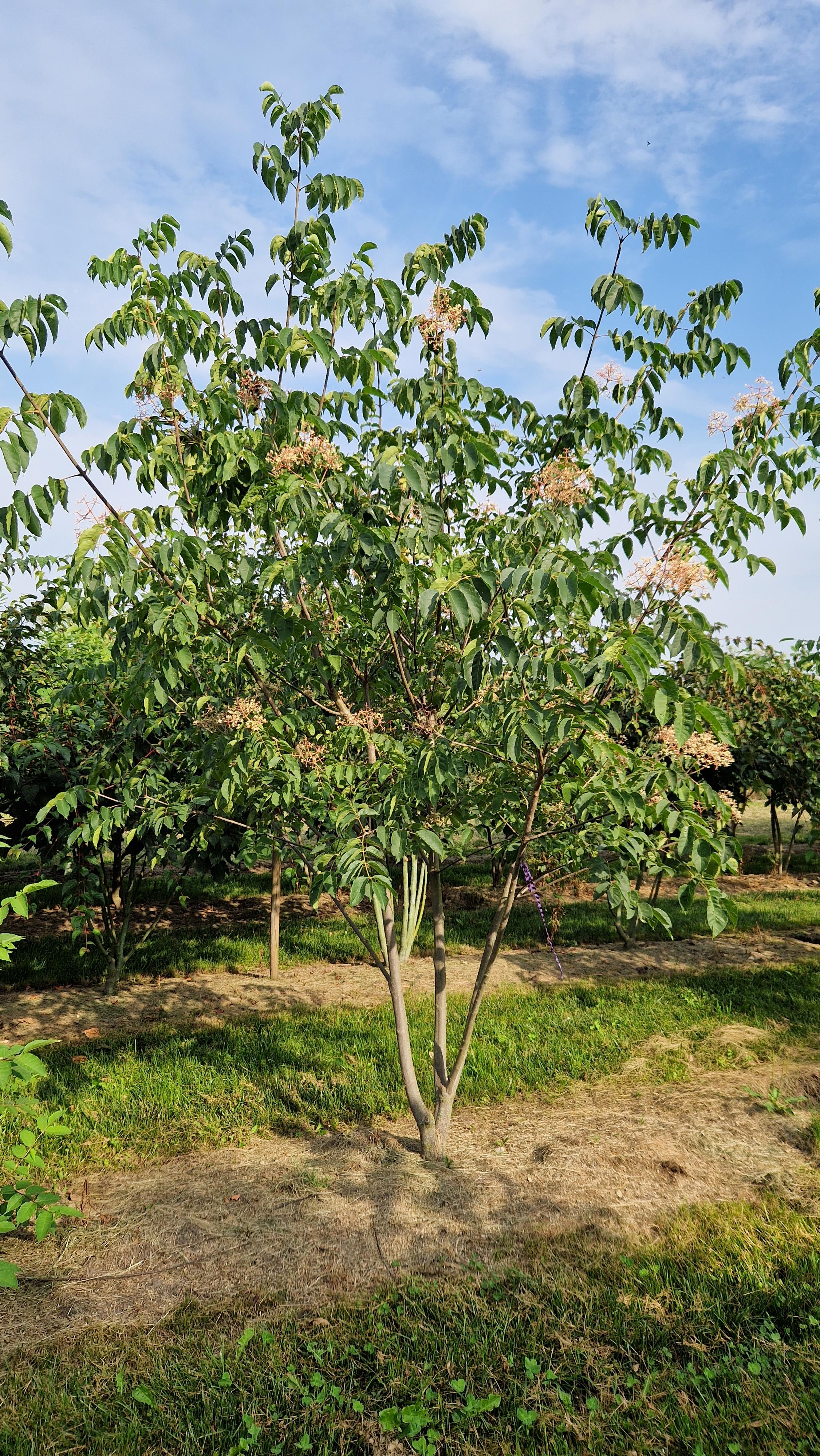 Tetradium daniellii var. hupehensis