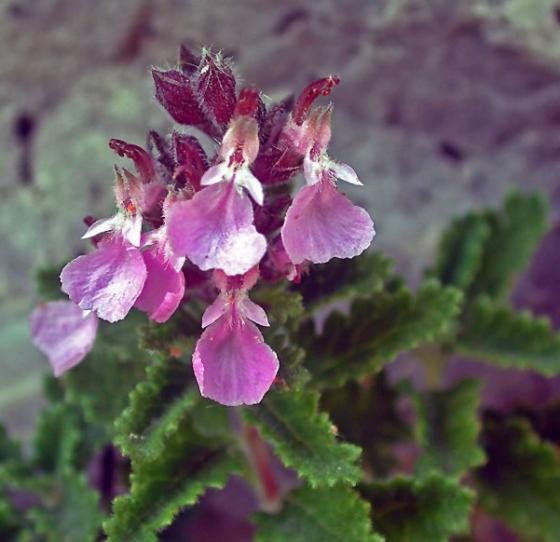 Teucrium lucidrys