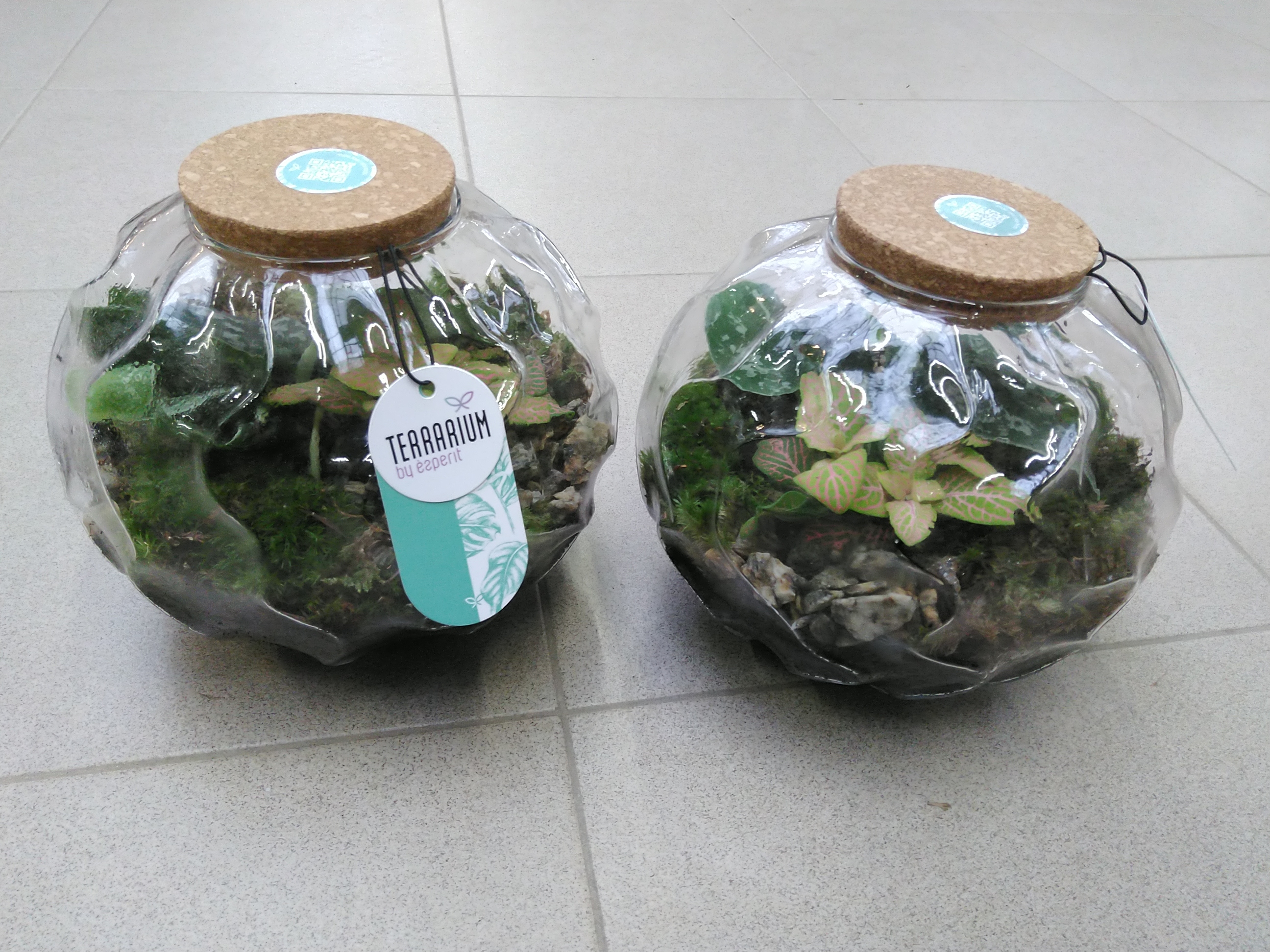 Terrarium Arrangement