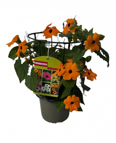 Thunbergia alata 'Orange' - koker Thunbergia alata 'Orange' - koker