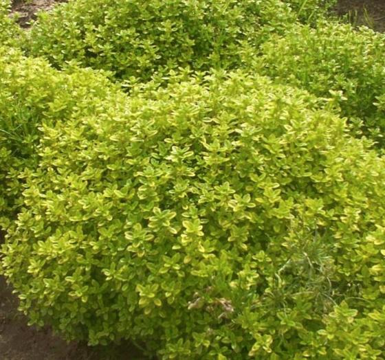 Thymus citr. 'Aureus'
