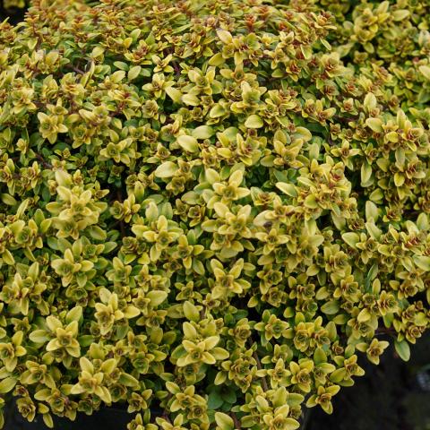 Thymus citr. 'Bertram Anderson' Thymus citr. 'Bertram Anderson'