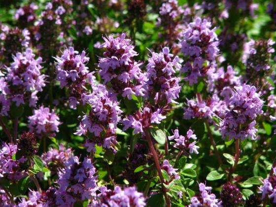 Thymus citrodorus Thymus citrodorus