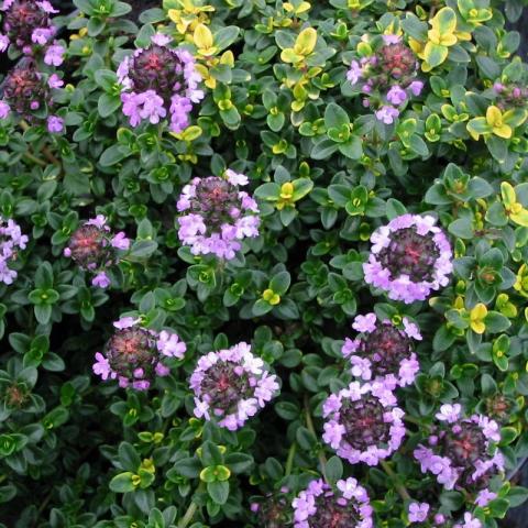 Thymus xcitriodorus Thymus xcitriodorus