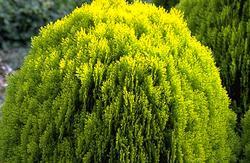 Thuja orientalis 'Aurea Nana' Thuja orientalis 'Aurea Nana'