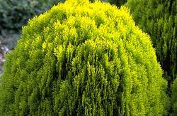 Thuja orient. 'Aurea Nana'