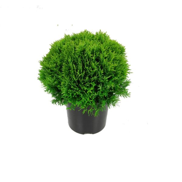 Thuja occ. 'Danica' Thuja occ. 'Danica'