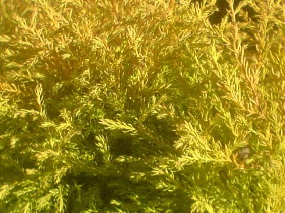Thuja occ. 'Rheingold' Thuja occ. 'Rheingold'
