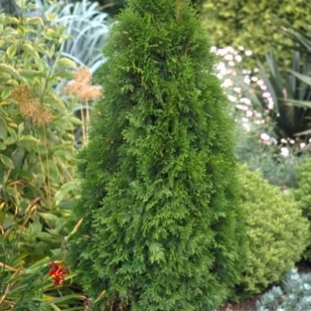 Thuja occ. 'Smaragd'  50/60