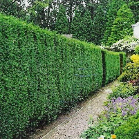 Thuja plicata 'Atrovirens'   