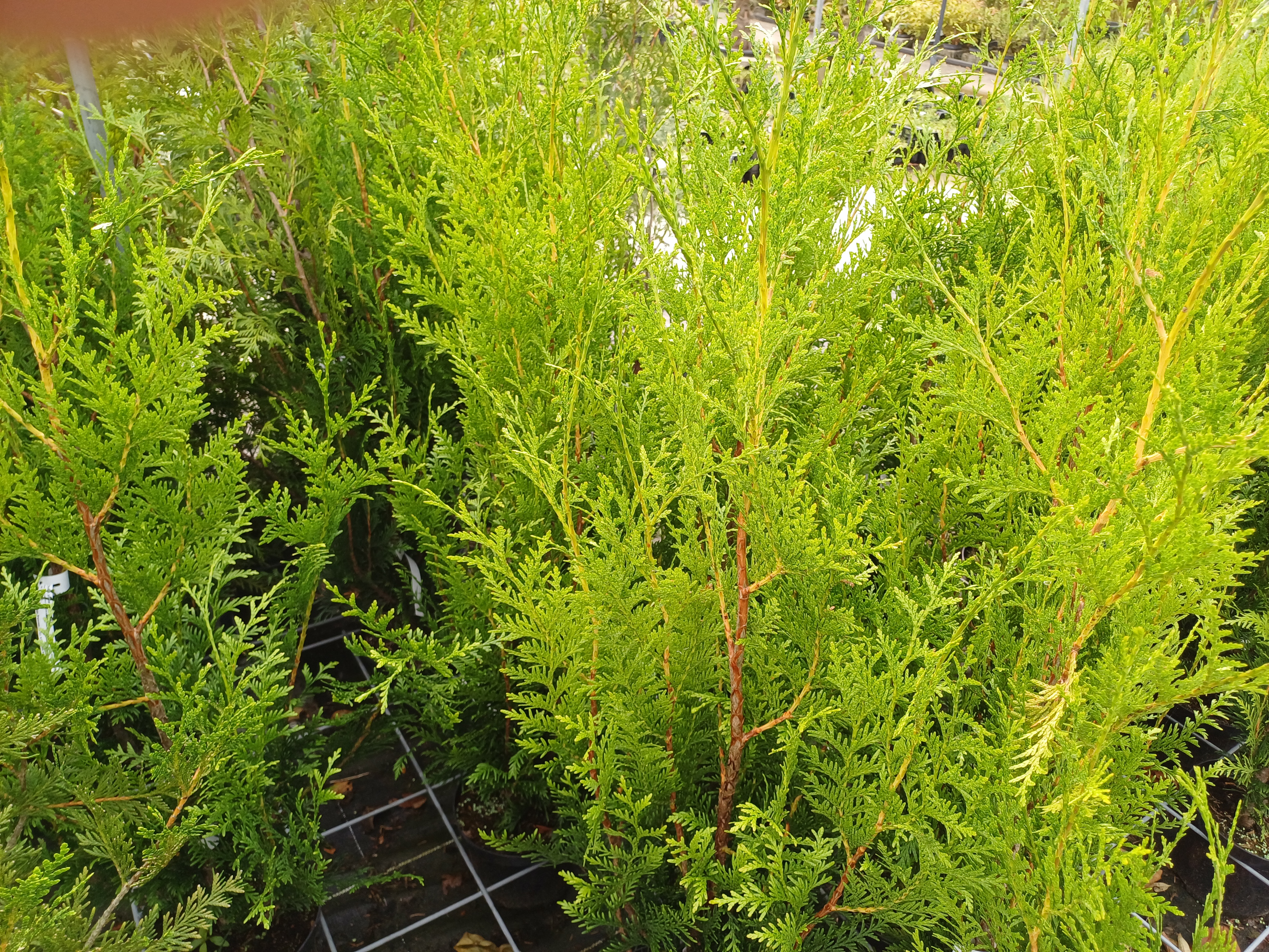 Thuja plicata 'Atrovirens'   