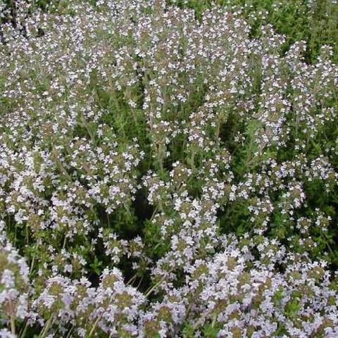 Thymus vulgaris 'Compactus' Thymus vulgaris 'Compactus'