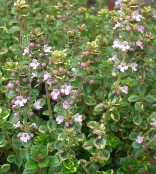 Thymus vulgaris