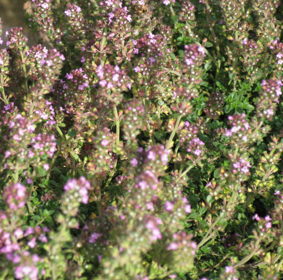 Thymus 'Doone Valley'