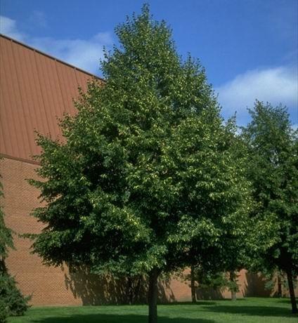 Tilia cordata 'Greenspire' Tilia cordata 'Greenspire'