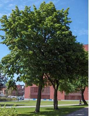 Tilia europaea 'Palida'