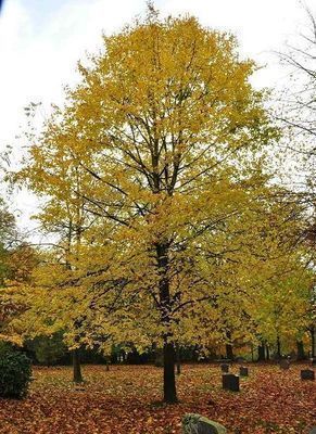 Tilia europaea 'Palida'