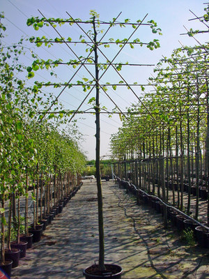Tilia europaea 'Palida' Leiboom 3 étages Tilia europaea 'Palida' Leiboom 3 étages
