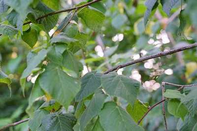 Tilia platyphyllos HO 8/10 Tilia platyphyllos HO 8/10
