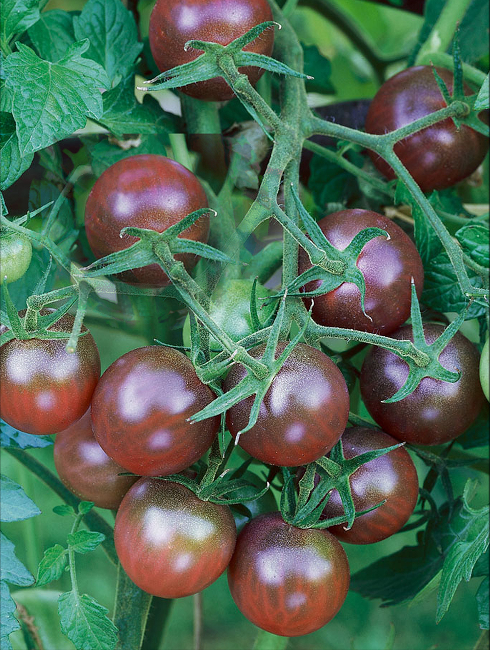 Tomaat 'Black Cherry' F1
