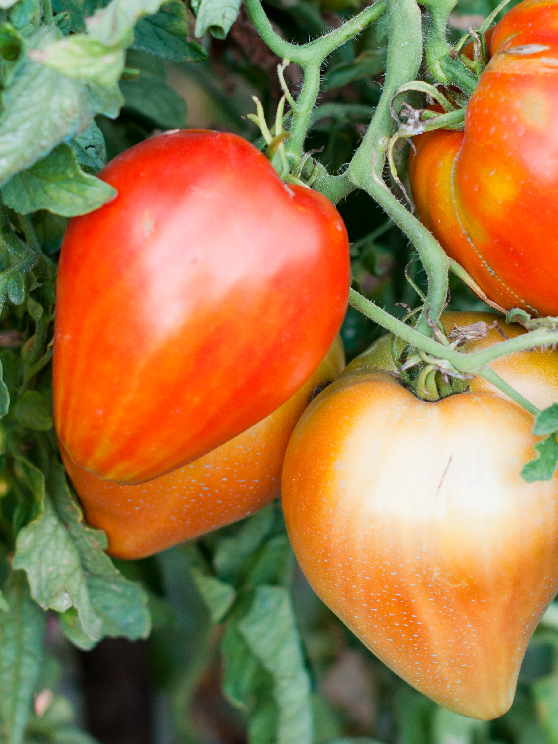 Tomaat 'Coeur de Boeuf' Tomaat 'Coeur de Boeuf'