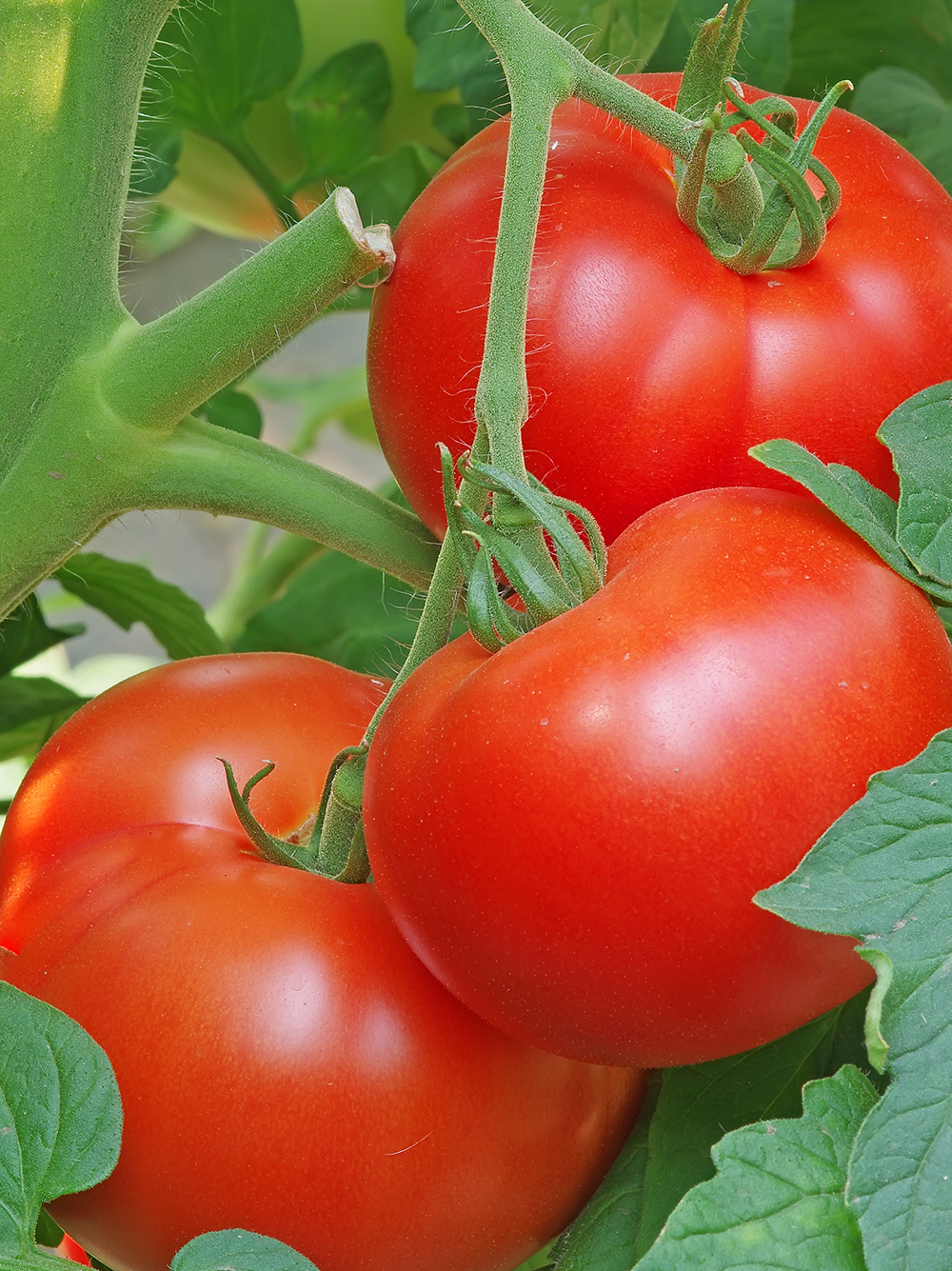 Tomaat 'Cristal'  F1 - Tomate Cristal F1