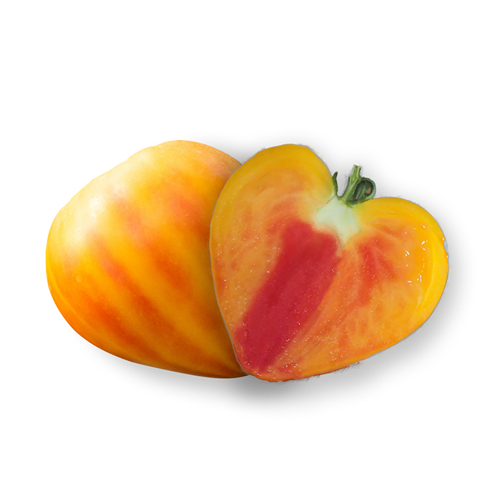 Tomaat geënt c.d.boeuf GOURMANSUN F1 Tomaat geënt c.d.boeuf GOURMANSUN F1