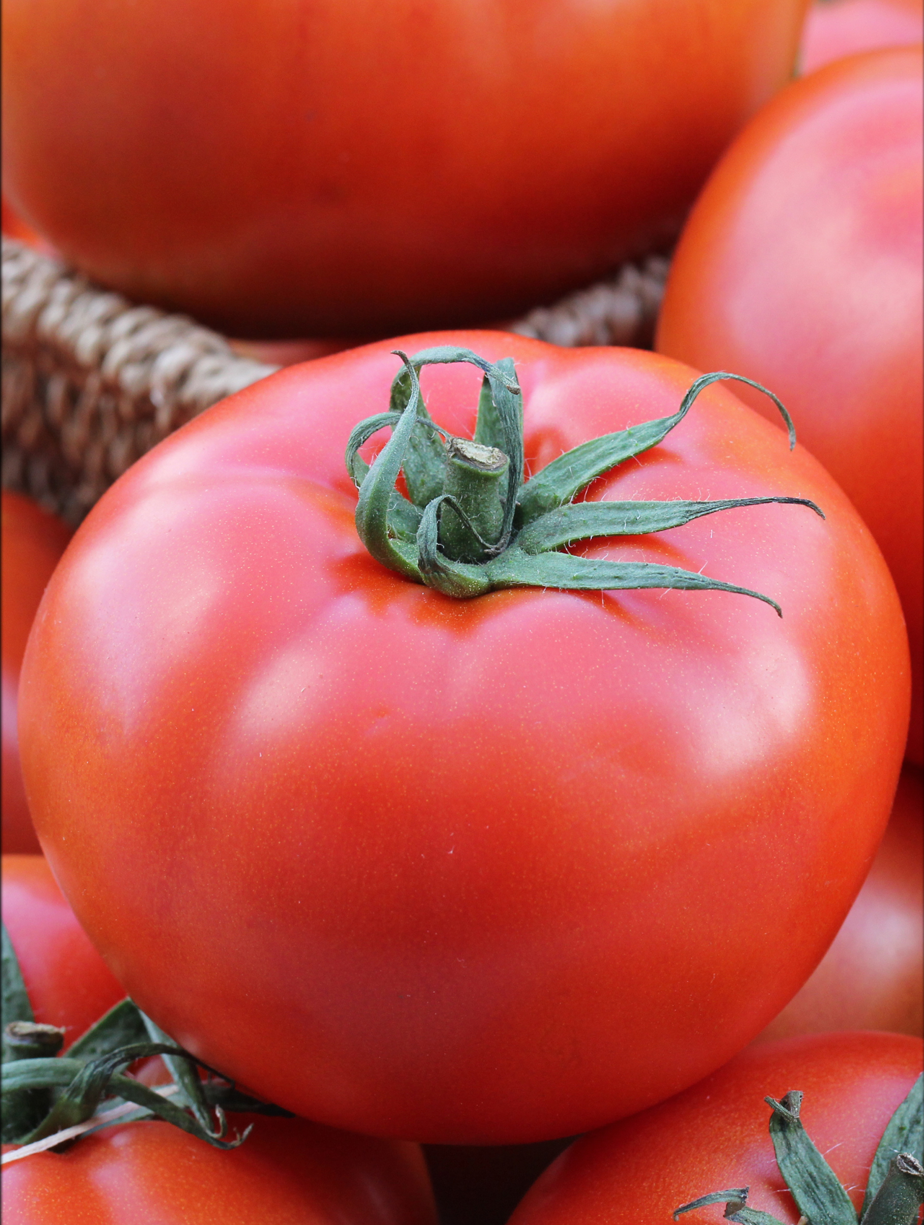 Tomaat Fantasio F1 - Tomate Fantasio F1 Tomaat Fantasio F1 - Tomate Fantasio F1