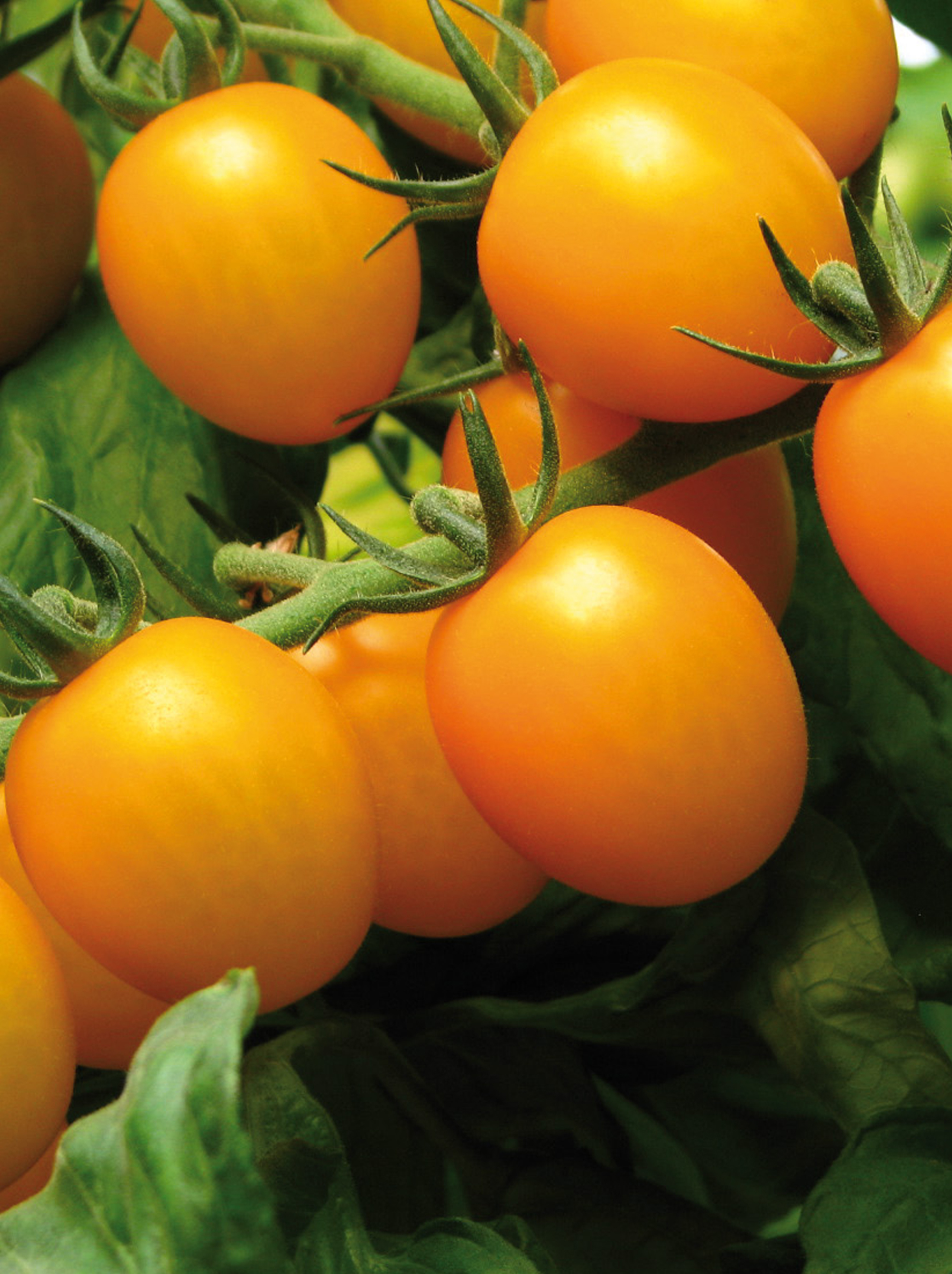 Tomaat aperitief geel 'Gold Star' Tomaat aperitief geel 'Gold Star'