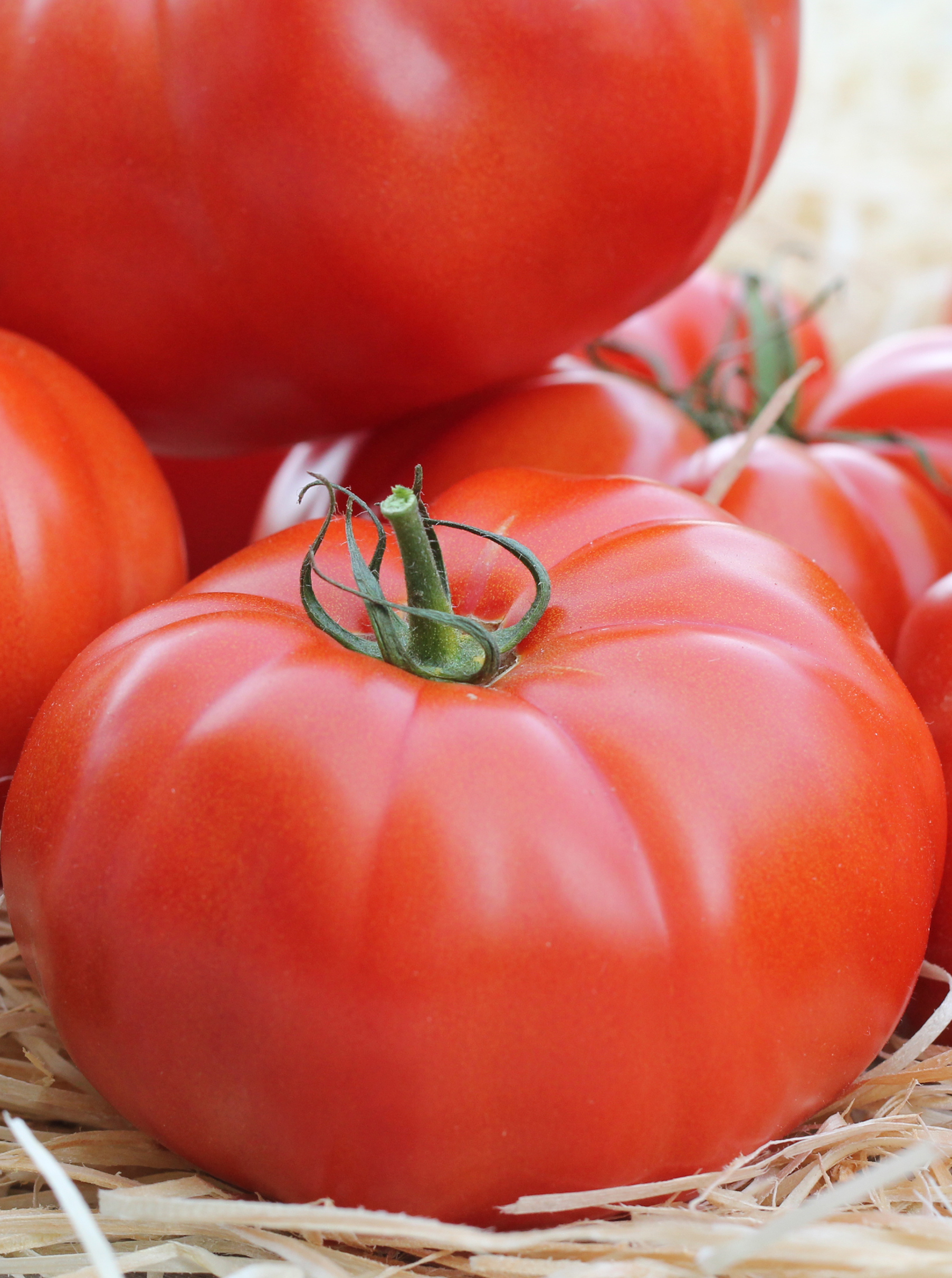 Tomaat geënt 'Maestria' F1 - Tomate greffée 'Maestria' Tomaat geënt 'Maestria' F1 - Tomate greffée 'Maestria'
