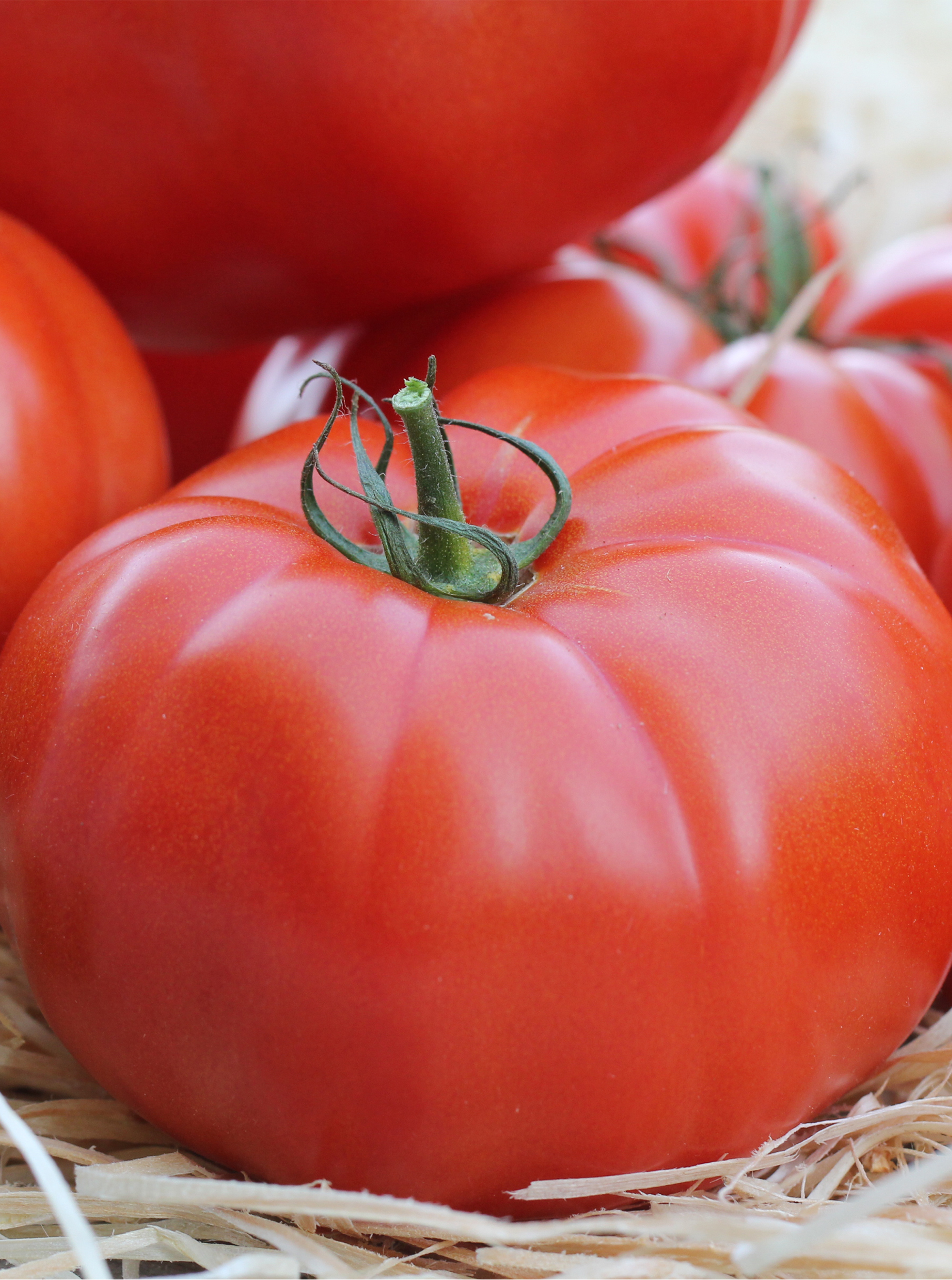 Tomaat Marmande Tomaat Marmande