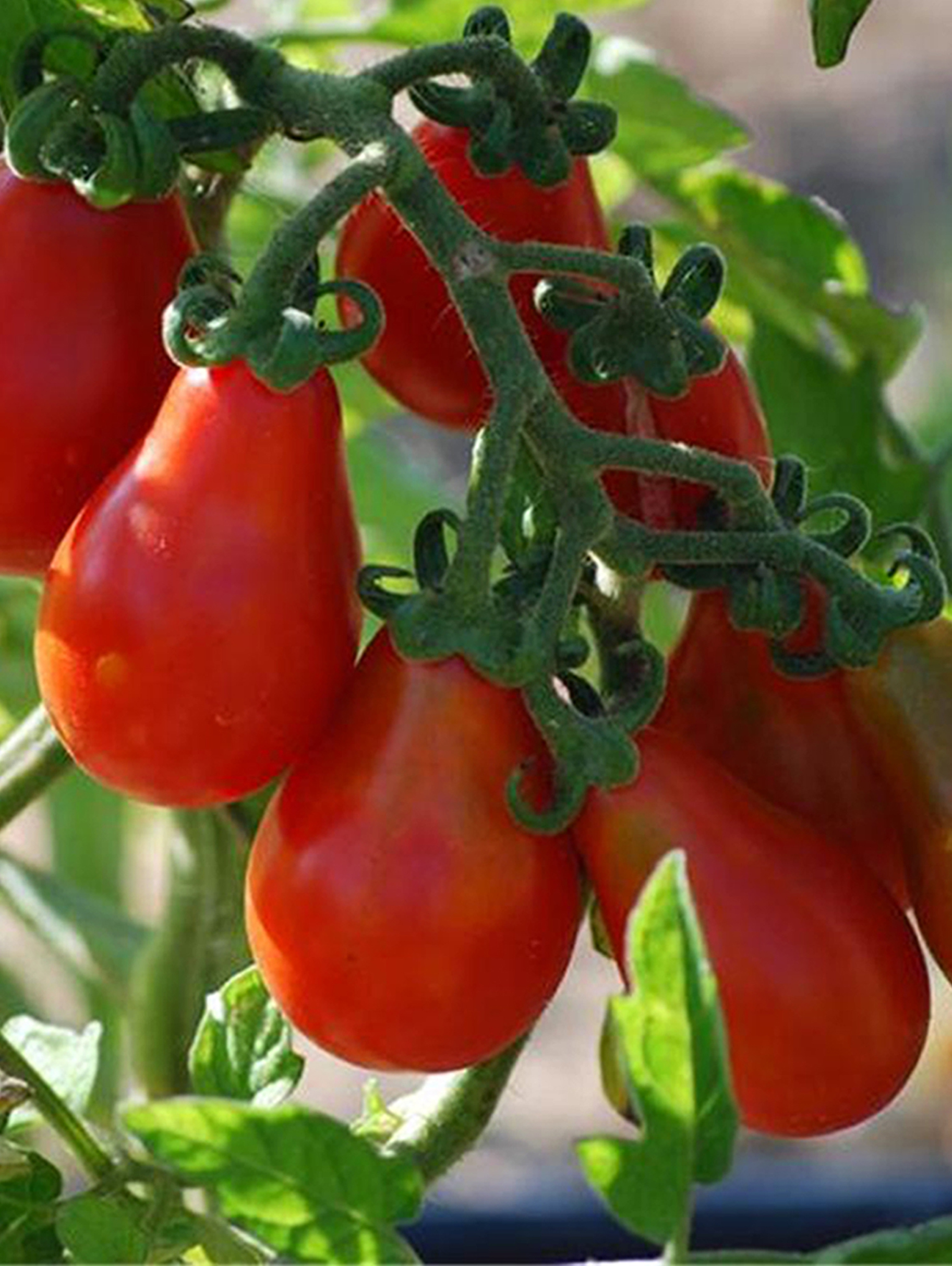 Tomaat aperitief 'Red Pear' Tomaat aperitief 'Red Pear'