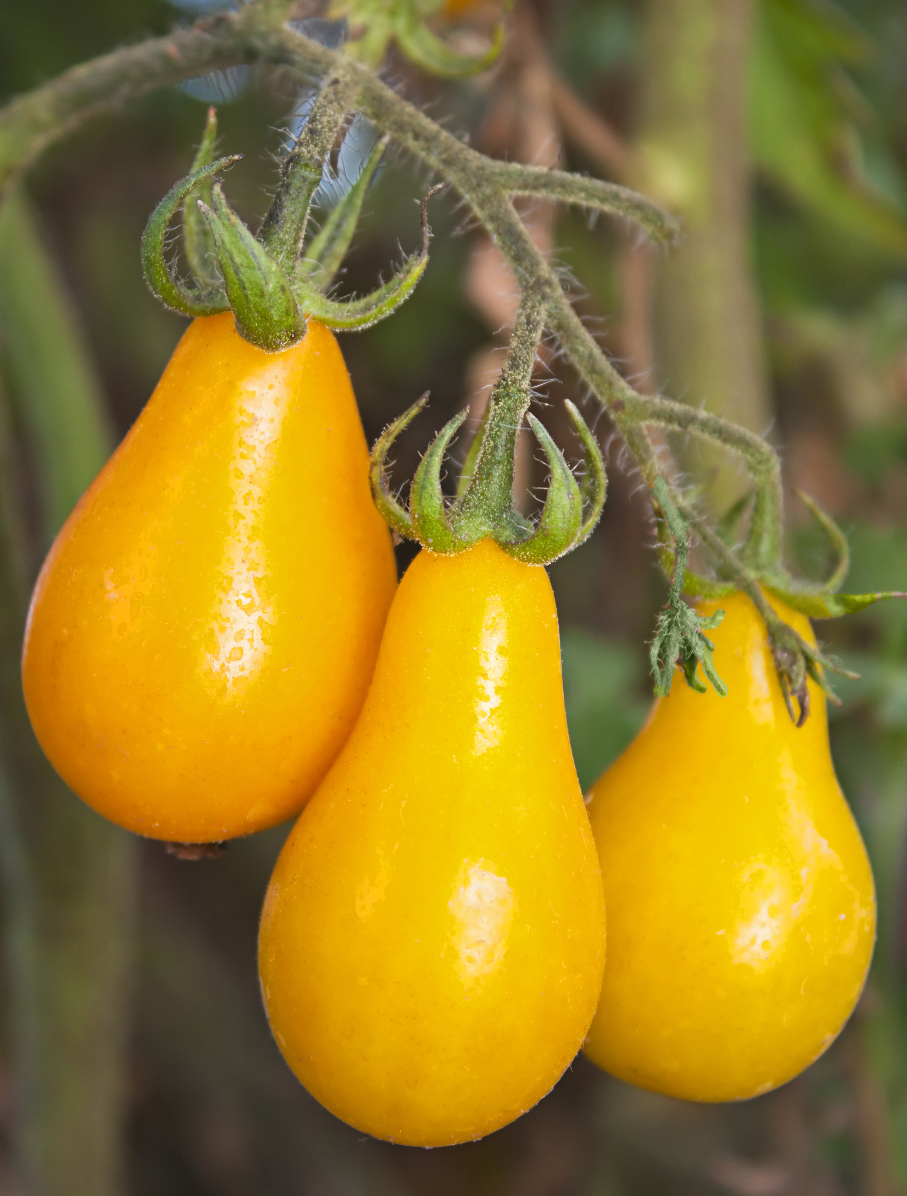 Tomaat aperitief gele peer 'Yellow Pearshaped'